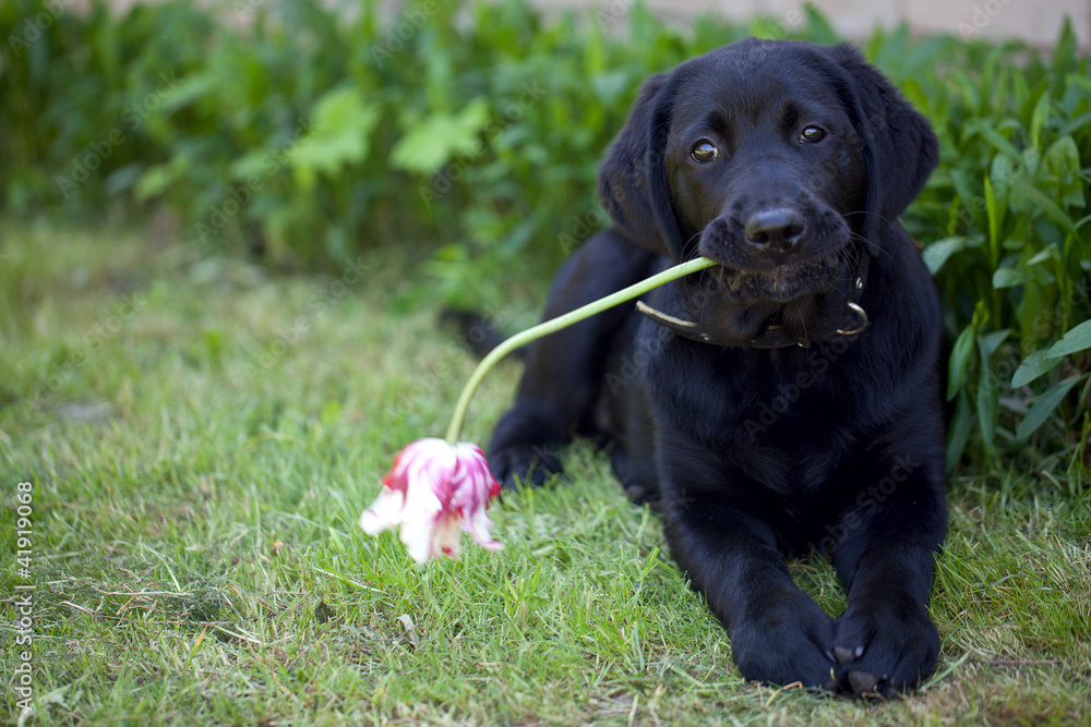 black labrador outdoor black labrador outdoor