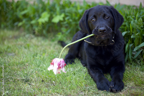 Fototapeta Naklejka Na Ścianę i Meble -  black labrador outdoor