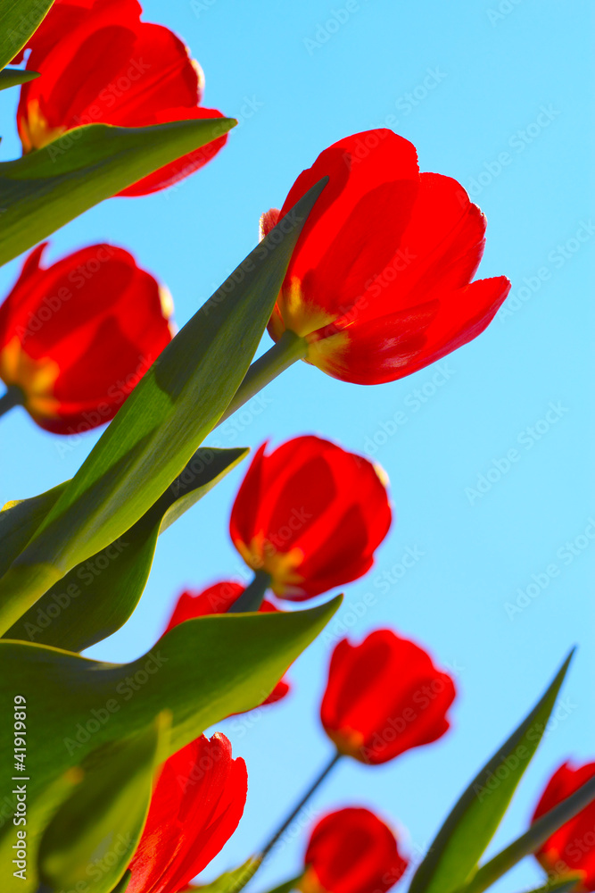 Fototapeta premium Red tulips