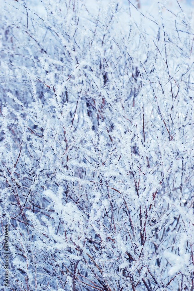 branches with frost branches with frost