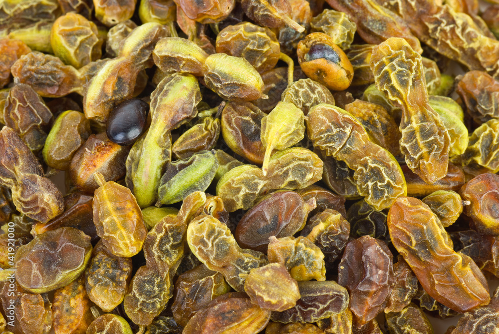 Dried sophora japonica beans Dried sophora japonica beans