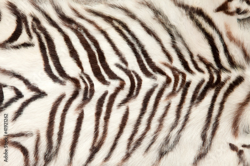 Fototapeta Naklejka Na Ścianę i Meble -  White tiger fur close up