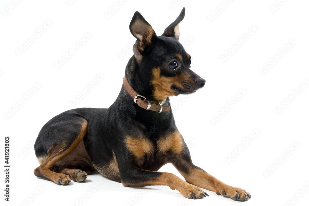 miniature pinscher