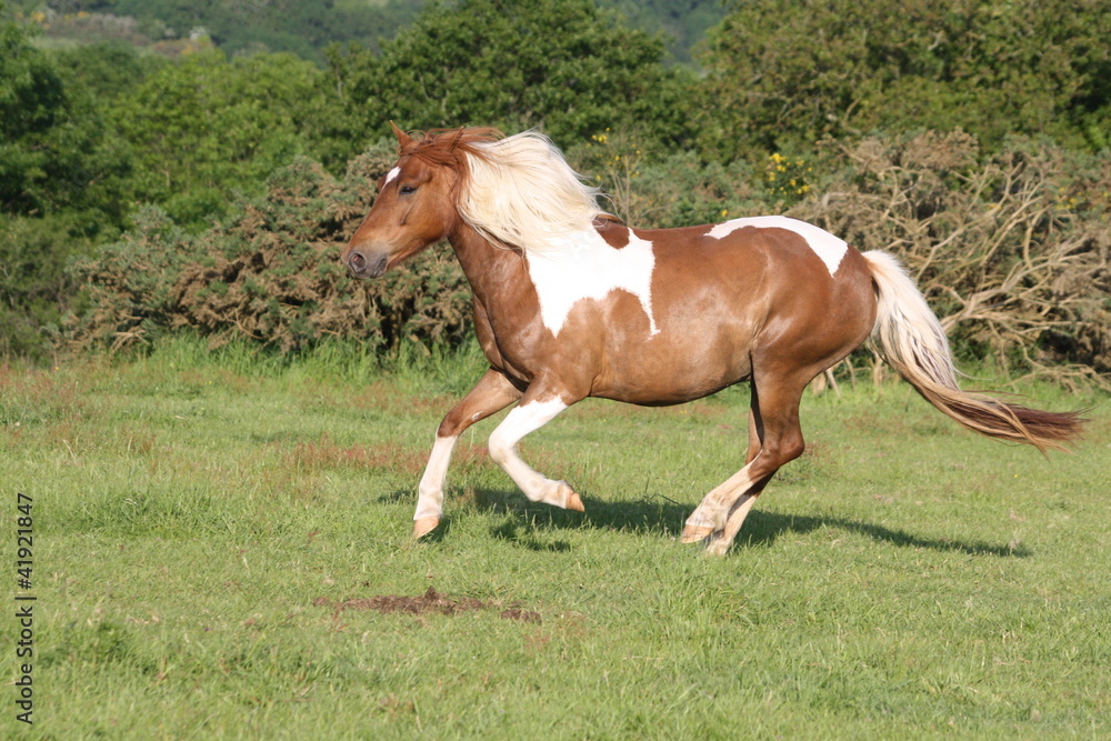 Galop au soleil couchant Galop au soleil couchant