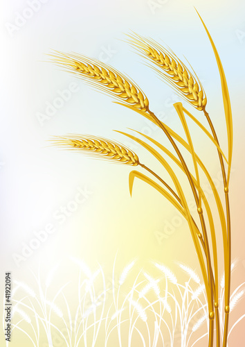 Wheat