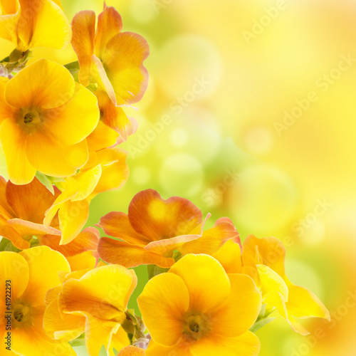 Yellow flowers on a white background, a spring primrose