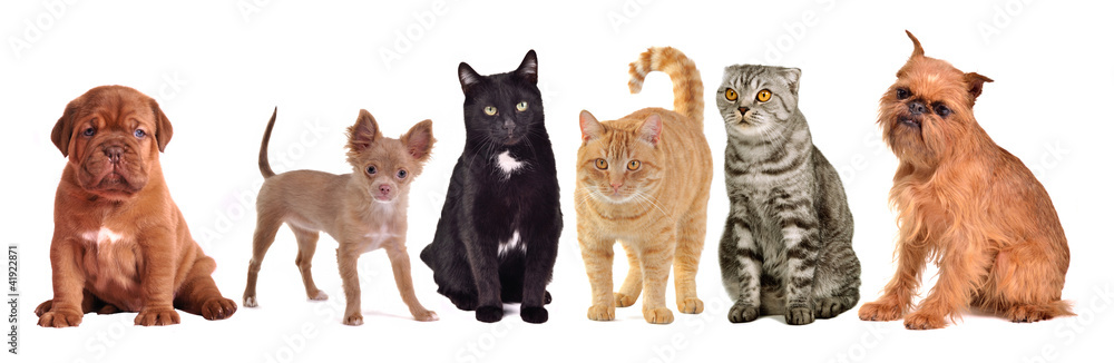 Group of cats and dogs