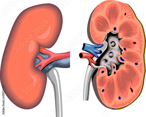 kidney