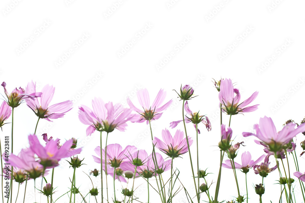 Many violet flowers on white Many violet flowers on white