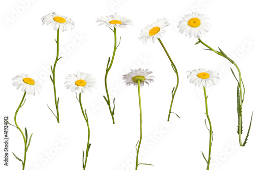 Fototapeta Naklejka Na Ścianę i Meble -  Daisies