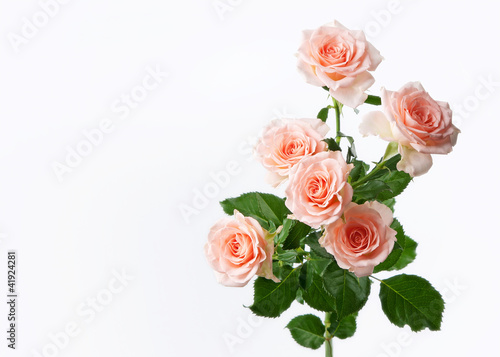 bunch of rose flowers on white background © dionoanomalia