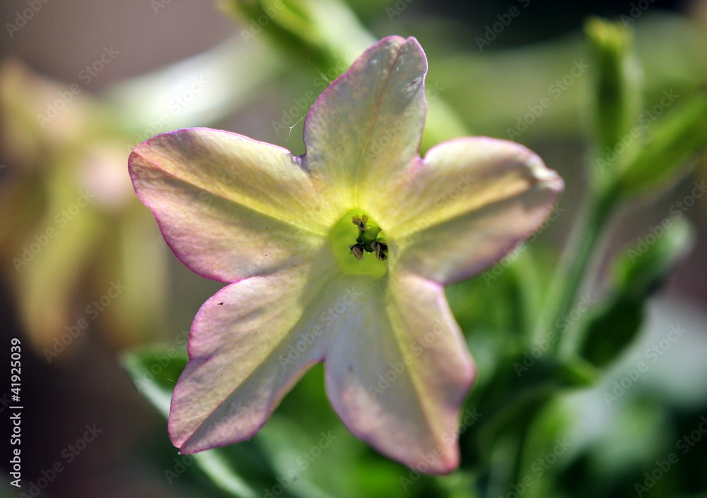 nicotiana nicotiana