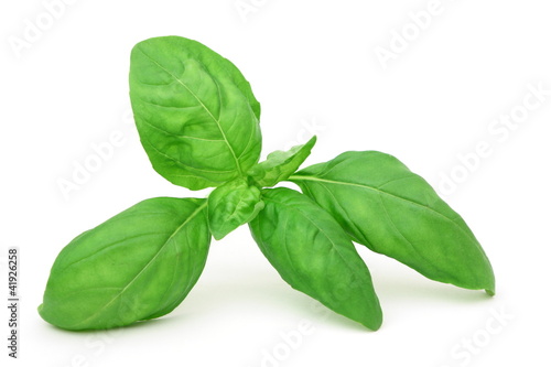 Foglie di basilico - Basil leaves