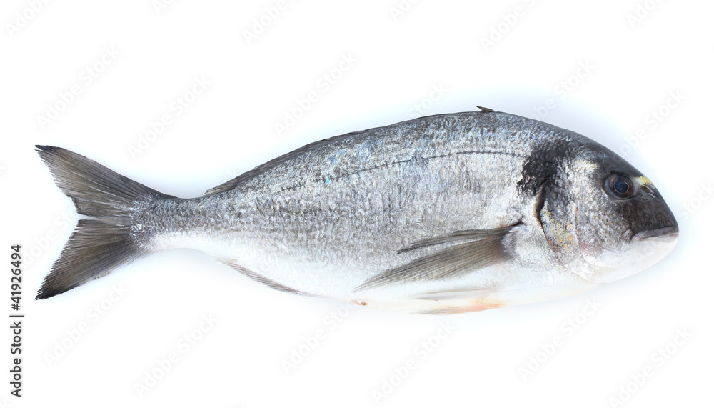 Fototapeta premium Fresh fish isolated on white