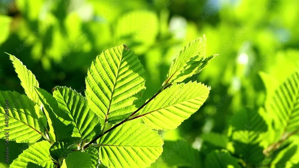Hornbeam leaves in spring Hornbeam leaves in spring