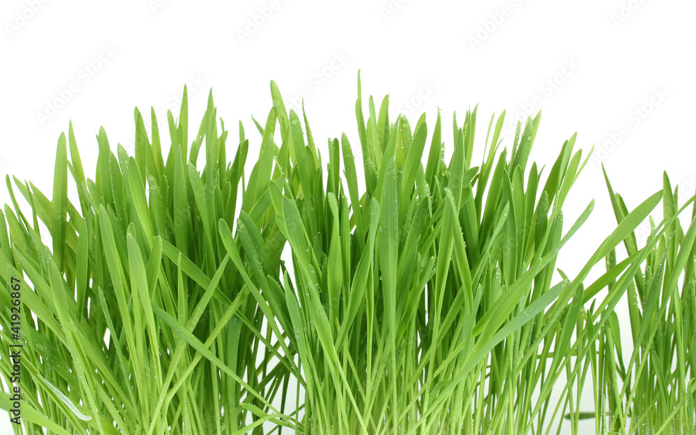 beautiful green grass isolted on white beautiful green grass isolted on white
