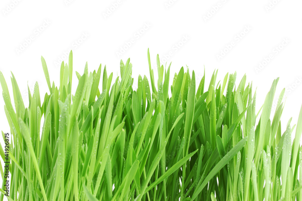 Naklejka piękna zielona trawa isolted na bielu