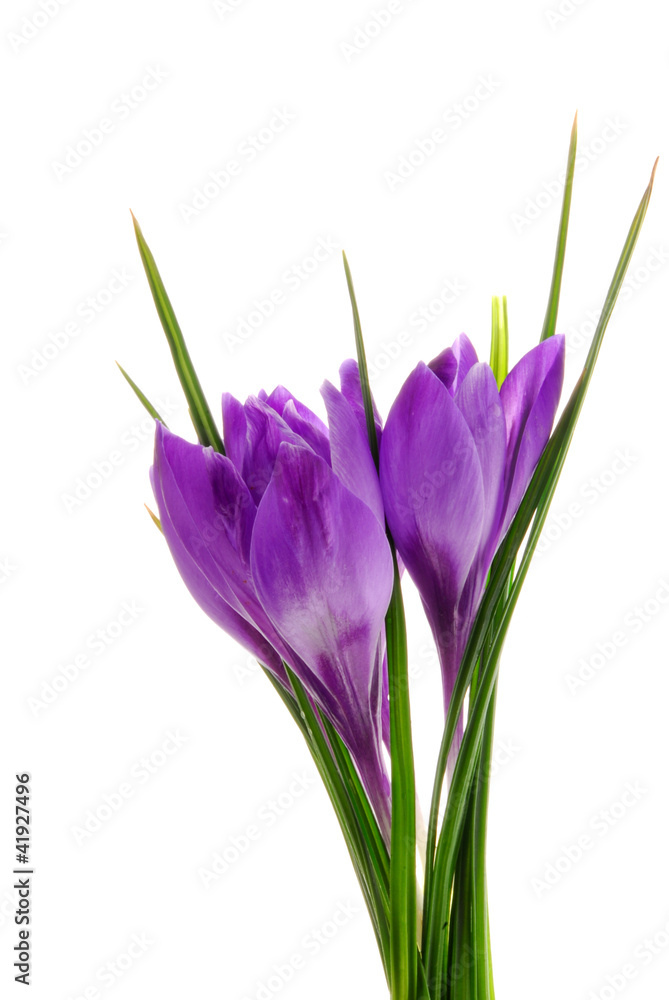 purple crocus flower purple crocus flower