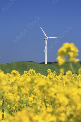 風力発電と菜の花 © yoshiyayo
