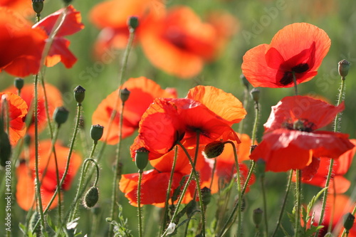 Fototapeta Naklejka Na Ścianę i Meble -  Klatschmohnfeld