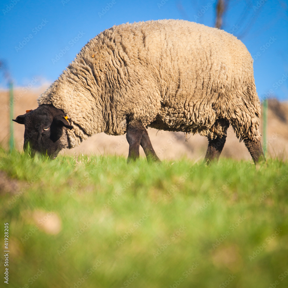 Obraz premium Suffolk black-faced sheep (Ovis aries) grazing on a meadow