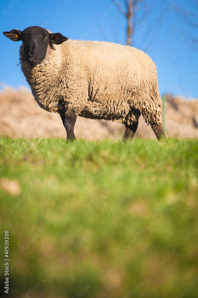 Obraz premium Suffolk black-faced sheep (Ovis aries) grazing on a meadow