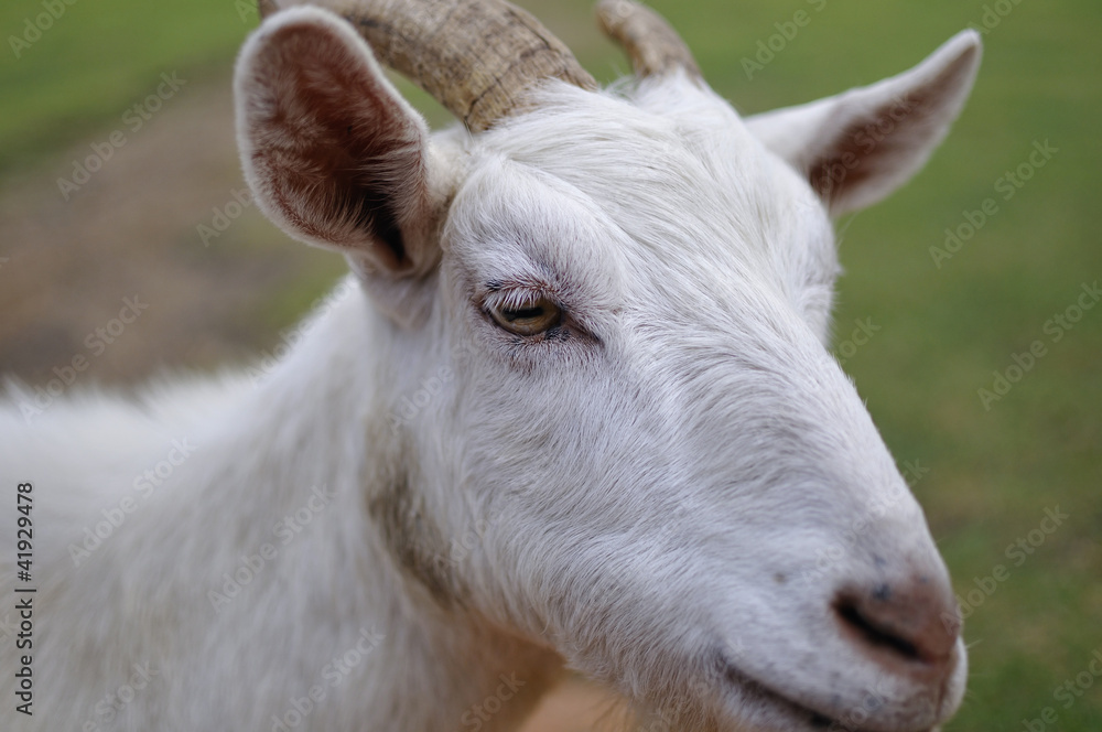 Obraz premium 山羊のポートレート