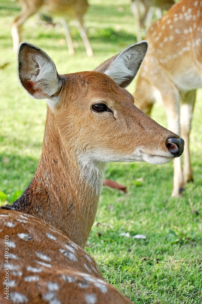 Fototapeta premium Young female sika deer