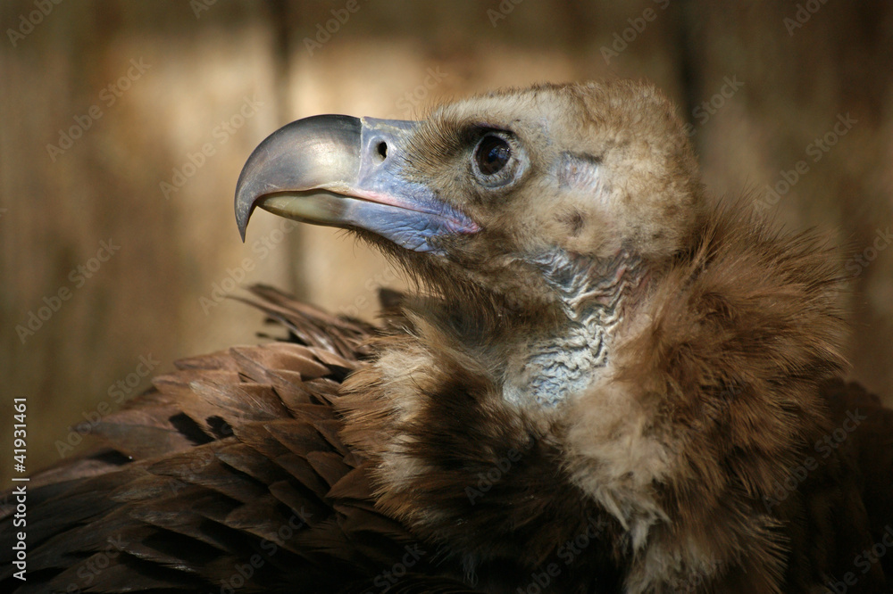 Fototapeta premium Mönchsgeier - [Aegypius monachus]