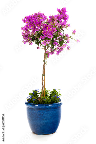 Detail Bougainvillea in blue pot