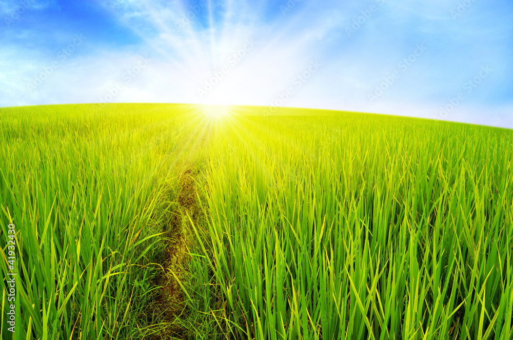 Fototapeta premium the way in green farm rice