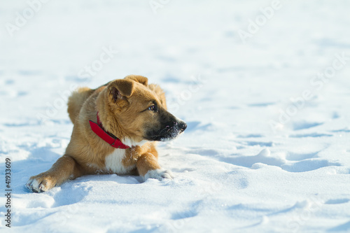 Fototapeta Naklejka Na Ścianę i Meble -  the puppy lying on the snow