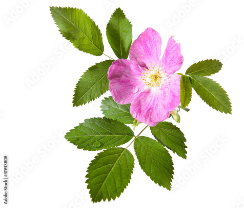Wild rose on a white background