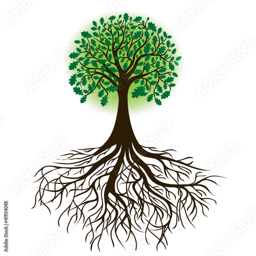 oak tree with roots and dense foliage, vector