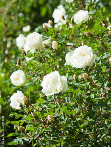 Bush white roses in the Garden