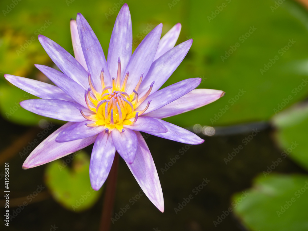 Blue water lily