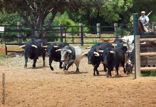herd of spanish figthing bulls