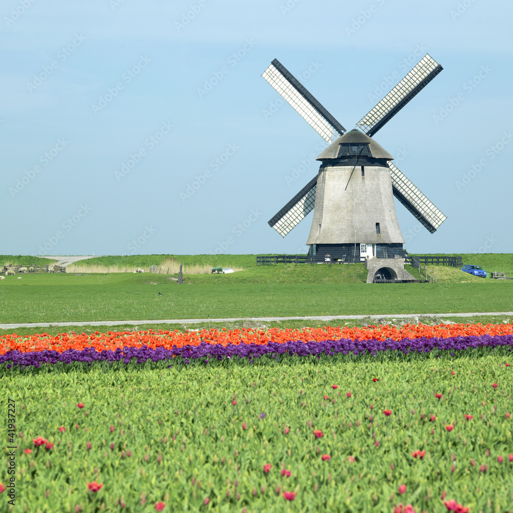 Naklejka premium windmill with tulip field near Schermerhorn, Netherlands