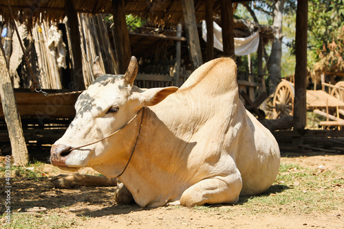 Cow in rural village,Myanmar