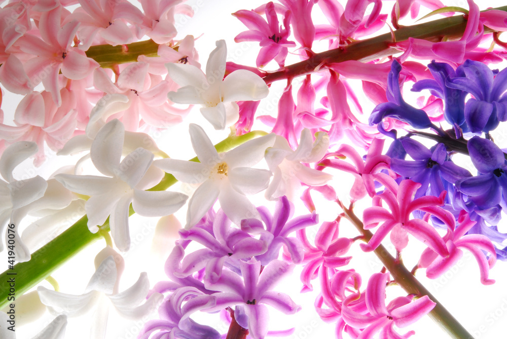 hyacinth flowers with different color