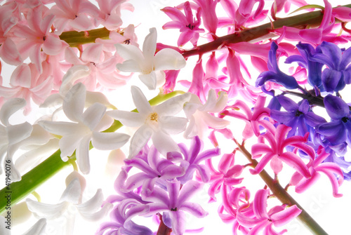 Obraz na płótnie hyacinth flowers with different color w salonie