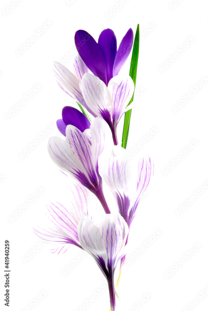 Fototapeta premium crocus flowers