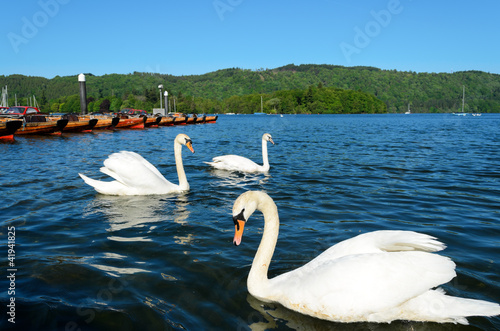 Swans at Bowness on Windermere