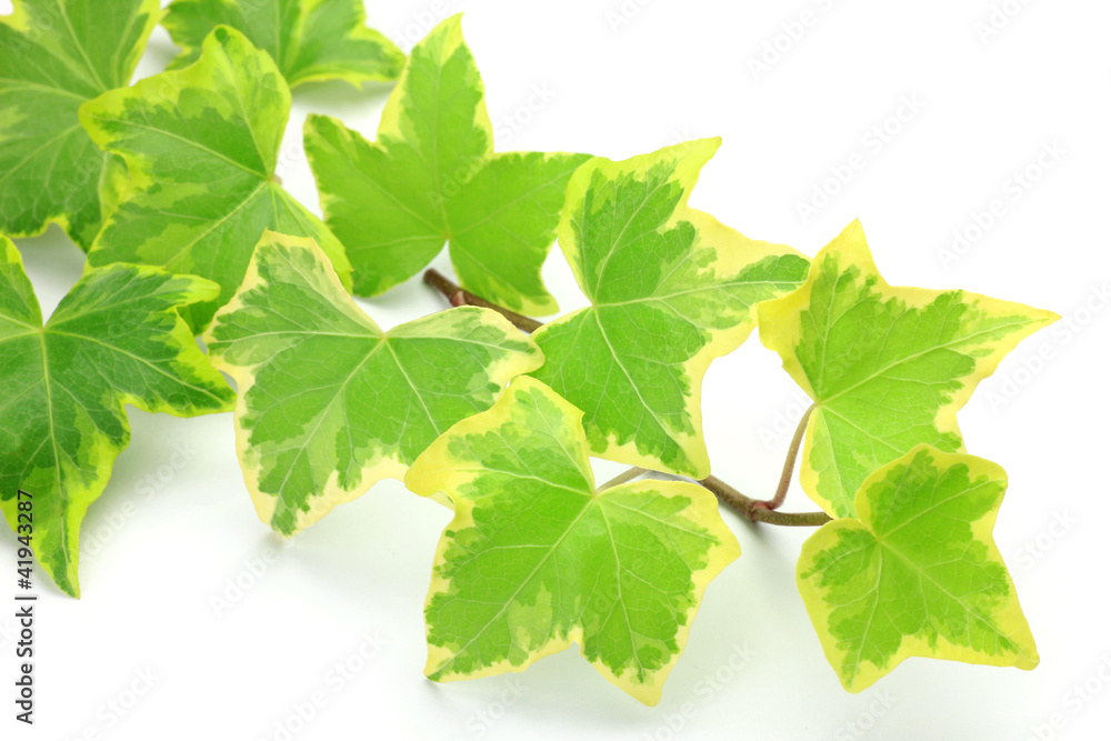 Fototapeta premium ivy