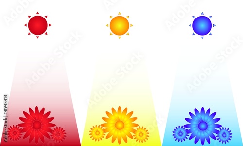 Sun flower
