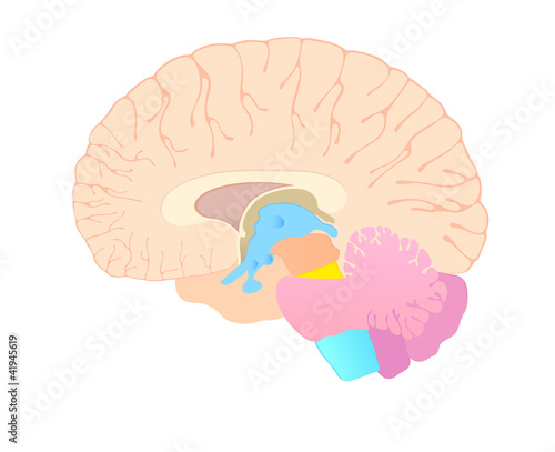 convolutions of the brain in section