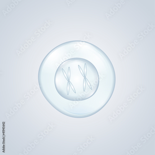 fertilized egg