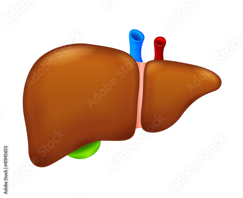 Human liver