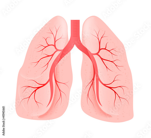 lungs of the person