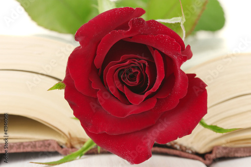a bright red rose on the open book close-up